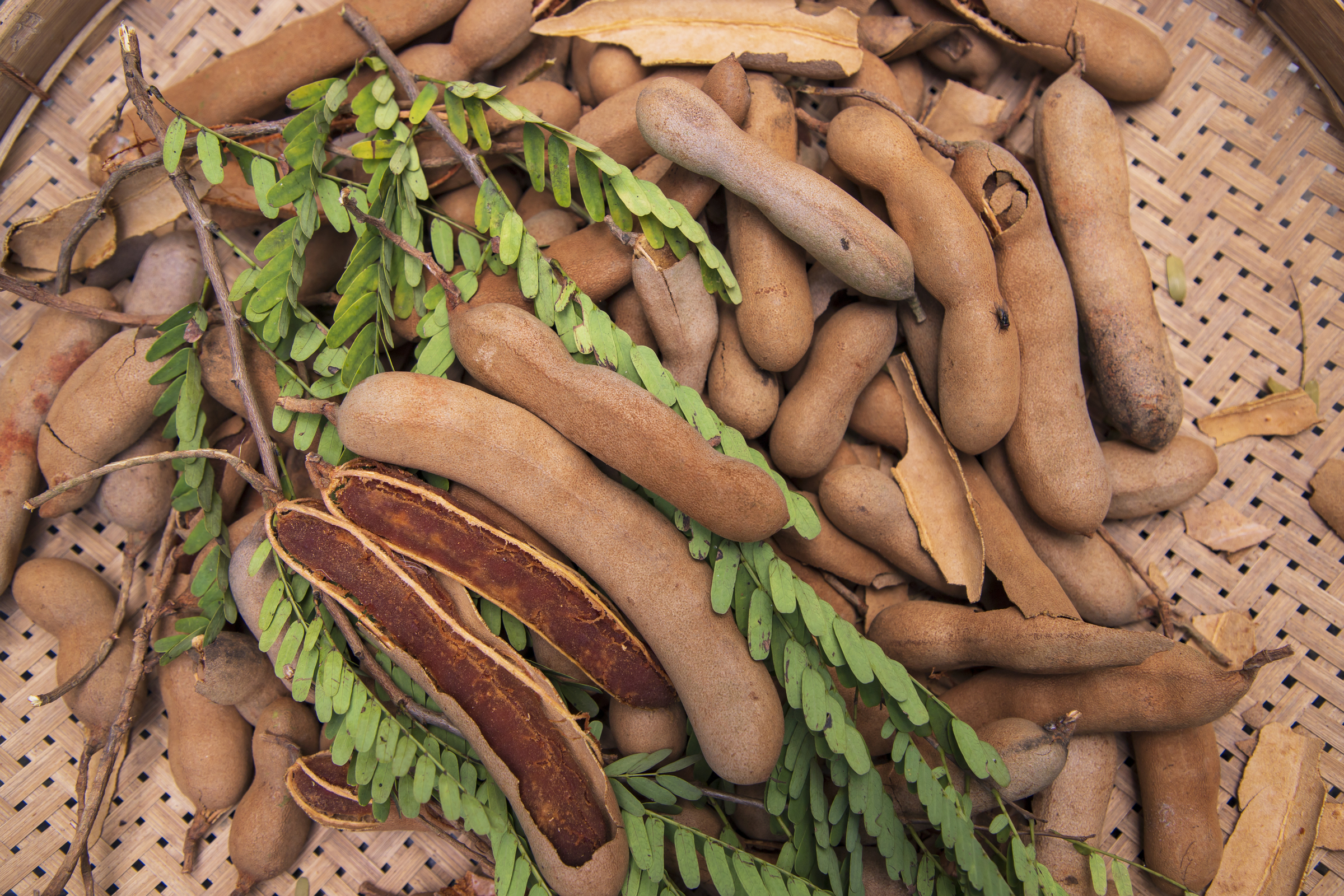 large vecteezy_closeup focus some ripe tamarind fruits with green leaves_46265276_large