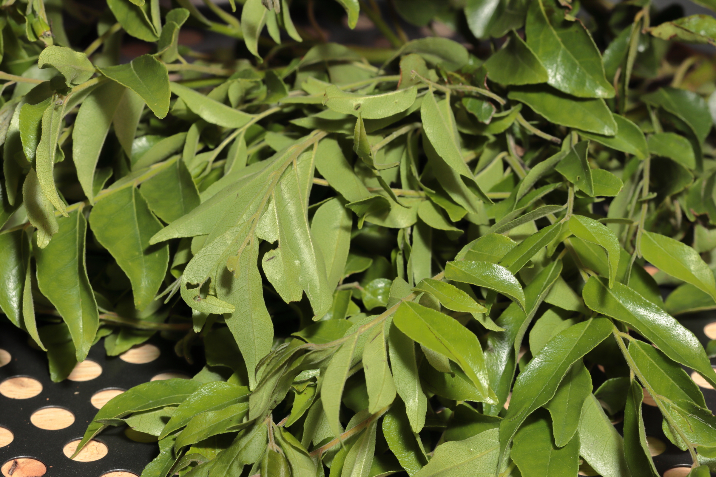 large vecteezy_healthy green leaves_22961004_large