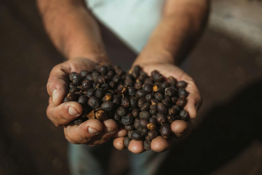 Hands holding fresh coffee beans in sunlight, showcasing harvest in Dom Viçoso, Brazil.