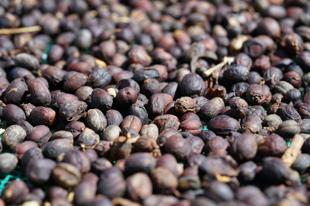Close-up of dry coffee cherries under the sun in Đà Lạt, showcasing natural processing methods.