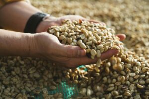 Close-up of hands holding freshly harvested coffee beans in Đà Lạt, Vietnam. Perfect for agriculture and coffee processing themes.