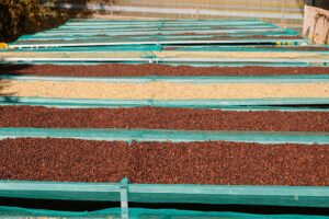 Rows of coffee beans drying under the sun in Đà Lạt, showcasing sustainable agricultural practices.