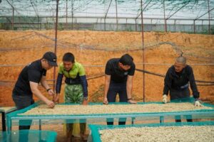 Farmers process coffee beans manually in Lâm Đồng, Vietnam.