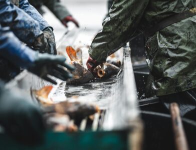 Workers processing fish at a Slovakian harbor, showcasing industrial fishing.