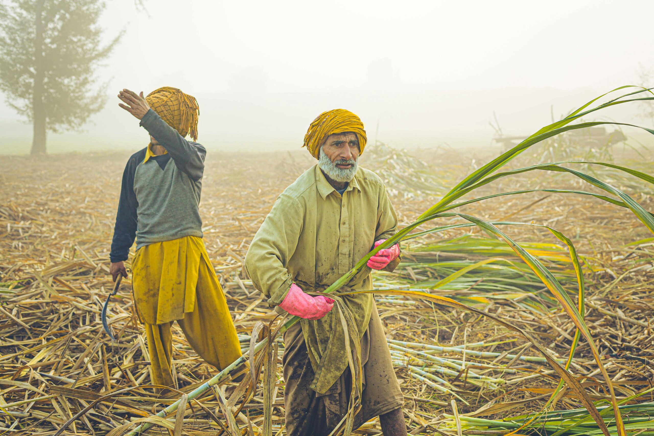 Two men in traditional attire harvesting crops in a foggy field, representing hard work and agriculture.