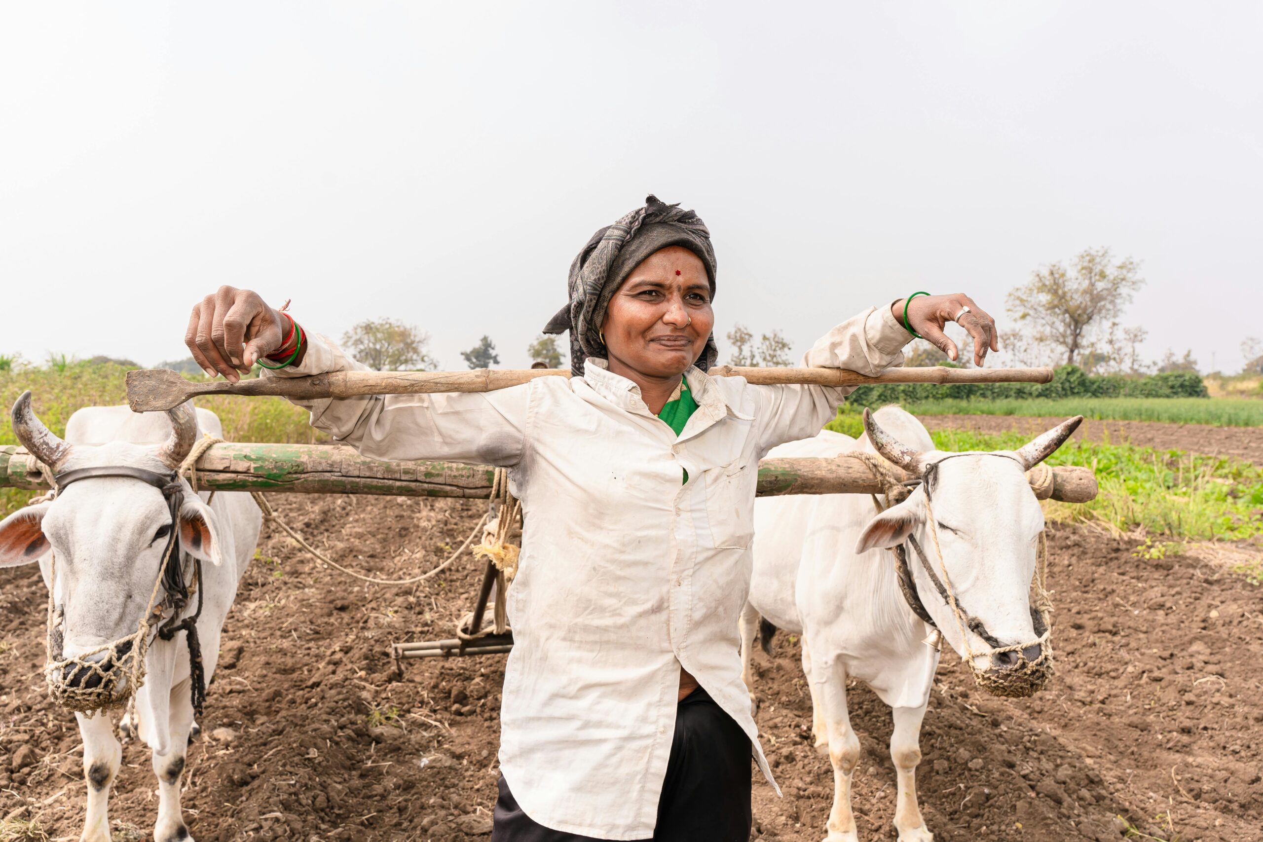 A traditional farmer in Nagpur, India, with oxen working the fields under sunny skies.