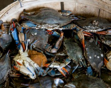 A close-up view of fresh blue crabs in a wooden basket, showcasing vibrant colors and seafood freshness.