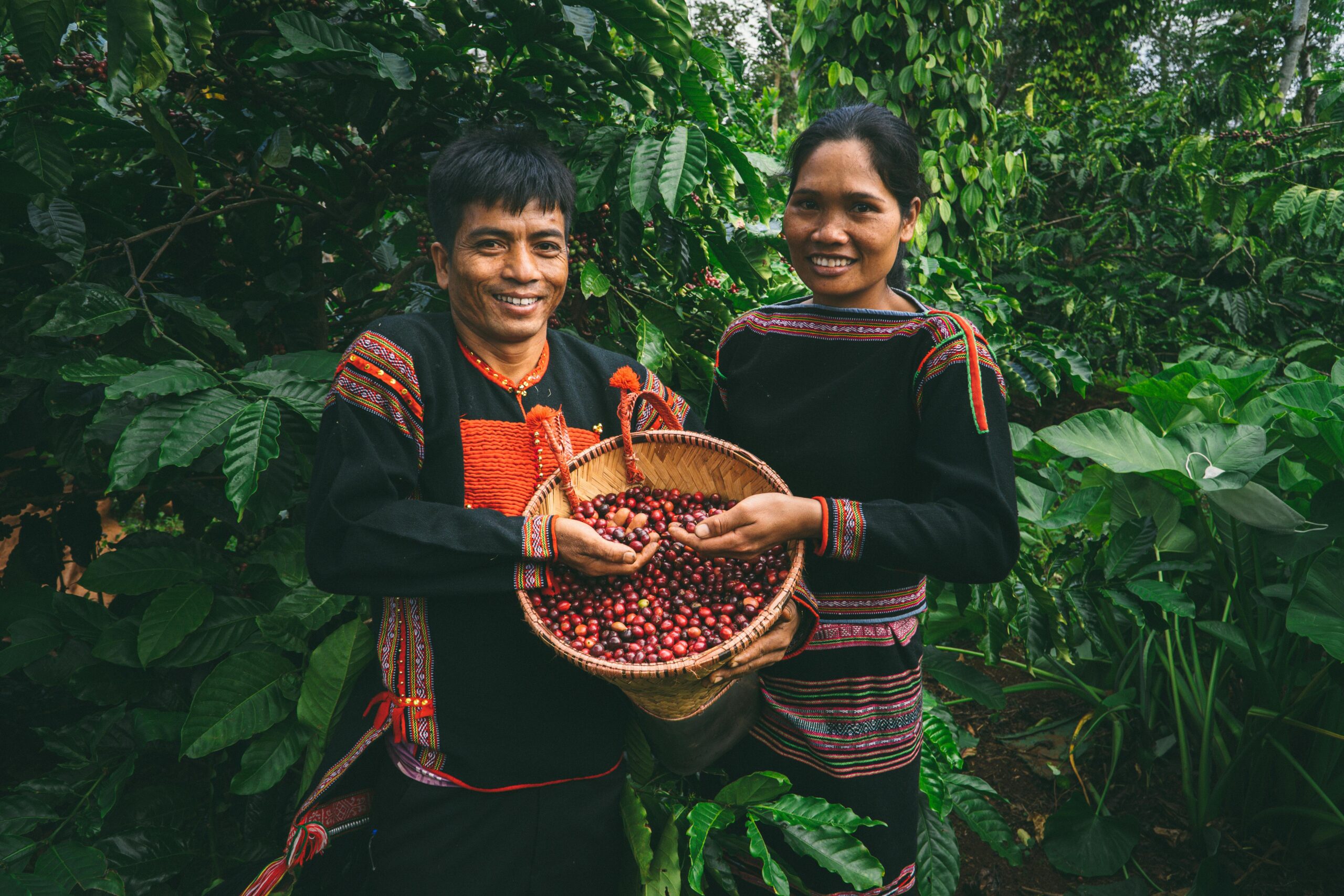 Two people in traditional attire harvesting coffee cherries in Vietnam.