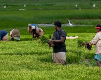 Group of farmers planting rice in a vibrant green paddy during the day, showcasing traditional agricultural techniques.