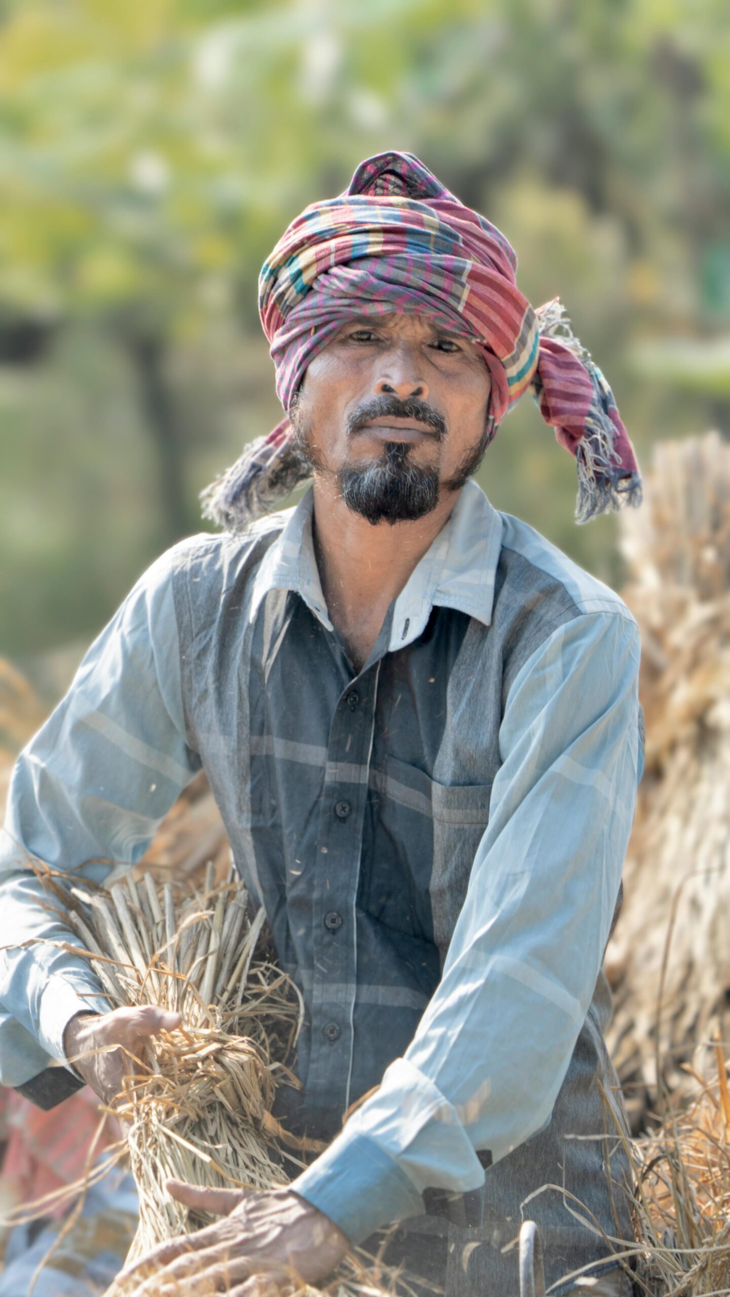 A Bangladeshi farmer with a colorful turban harvesting crops in a sunny field.