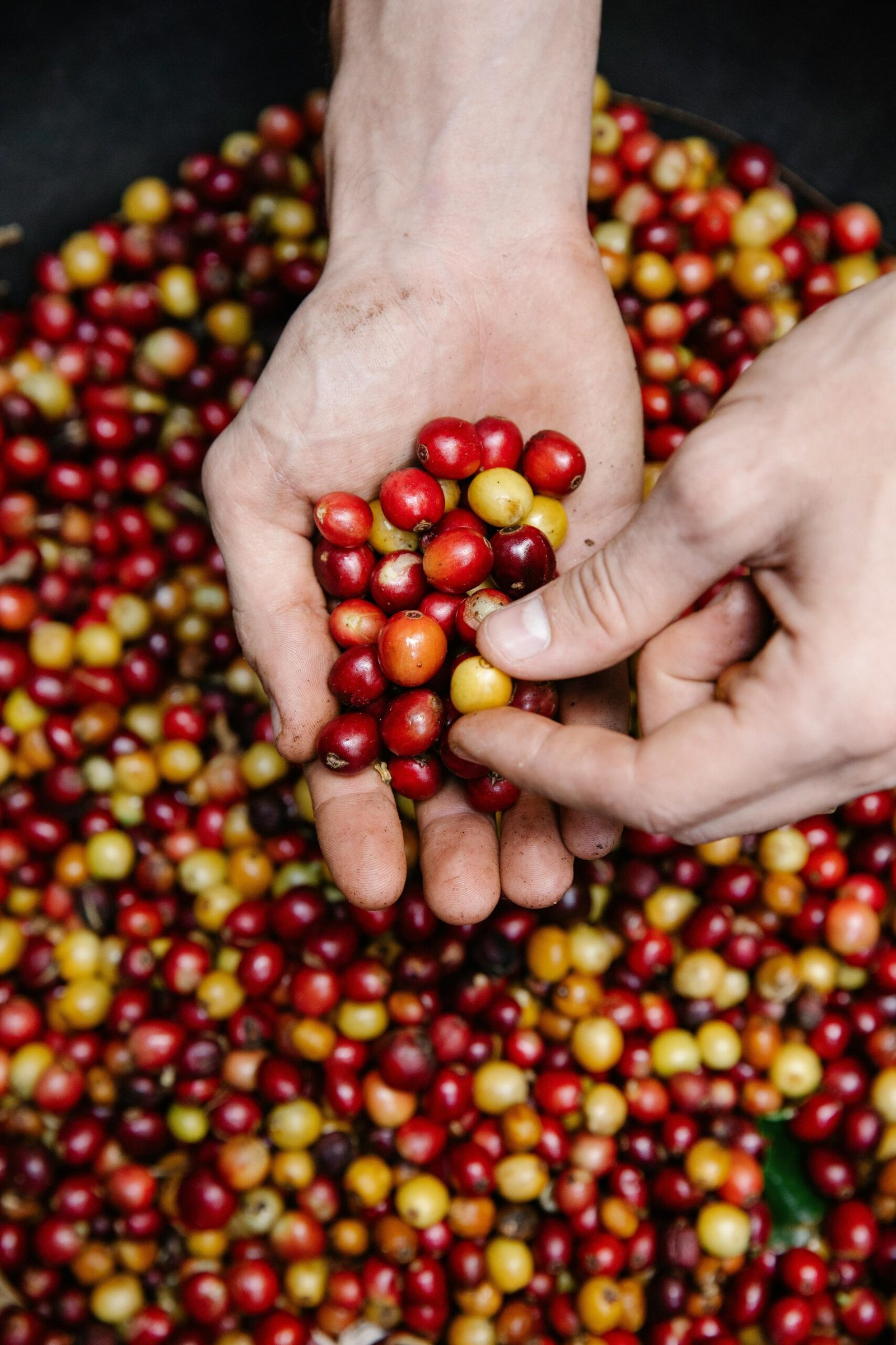 Coffee Harvesting