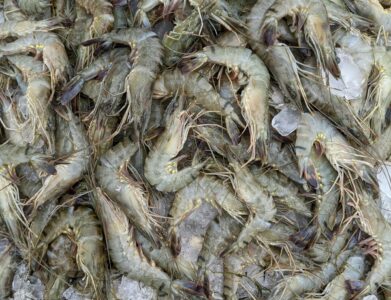 Close-up of fresh uncooked shrimps on ice, ideal for seafood market and culinary purposes.