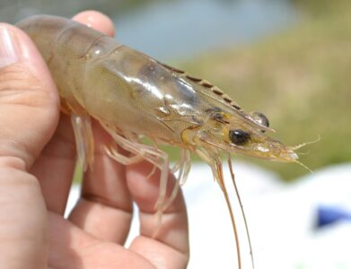 Detailed shot of a live shrimp being held in hand outdoors, showcasing texture and color.