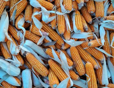 A rich collection of freshly harvested corn cobs with husks in Sonaili, India, showcasing agricultural abundance.