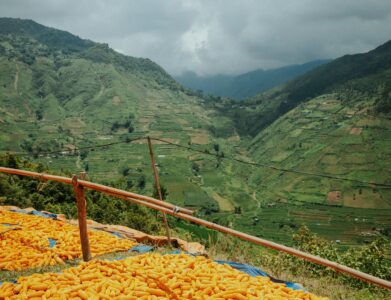 A vibrant display of harvested corn drying in a mountainous rural landscape.