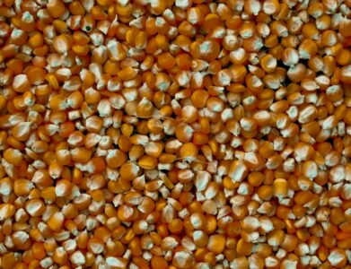 A close-up view of vibrant yellow corn kernels, ideal for health and agriculture themes.