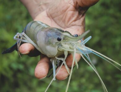 Close-up of a freshwater prawn being held in hand, outdoors in Odisha, India.