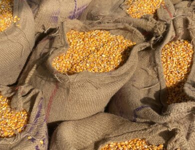 Fresh maize kernels packed in burlap sacks, captured in Kurukshetra, India.