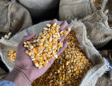 Hand grabbing corn kernels from burlap sacks in Kurukshetra, India