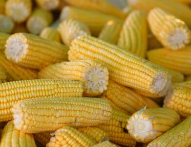 A close-up of fresh, yellow corn on the cob, perfect for summer barbecue themes.
