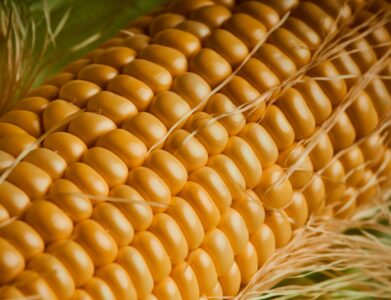 Detailed close-up image of a fresh organic corn ear showcasing natural textures.