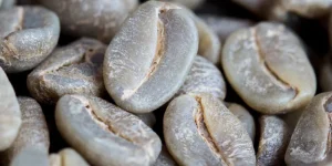 ARAku Green coffee beans