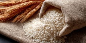 Freshly Harvested Rice Grains on Burlap Background with Copyspace in Natural Setting