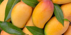 fresh organic mango