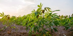 cassava tree in farm and sunset