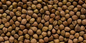 The chickpea or chick pea (Cicer arietinum) is an annual legume of the family Fabaceae, subfamily Faboideae.