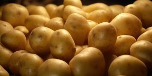 Generative AI, Close up Fresh Organic Whole Potato background. Farmers Market vegetable