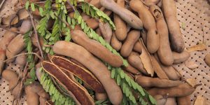 Closeup Focus Some Ripe Tamarind Fruits with Green Leaves