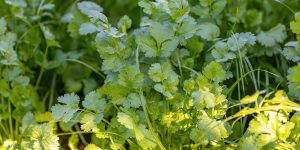 close up coriander plant seedlings of the species Coriandrum sativum
