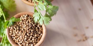Coriander seeds in a wooden cup copy space