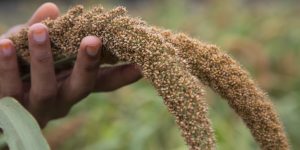 Farmer Hand-holding millet spike in the agriculture harvest field. Selective focus