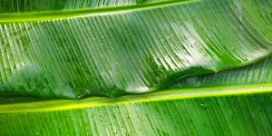 large-vecteezy_fresh-green-banana-leaf-overlay-natural-background_13256898_large
