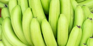 Stacks of fresh Green Cavendish banana in a fruit market produce