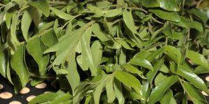 large-vecteezy_healthy-green-leaves_22961004_large
