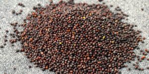 Heap Brown Mustard Seeds on sackcloth