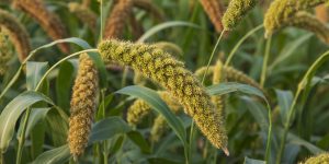 millet spike with Shallow depth of field. selective Focu
