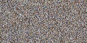 Pearl Millet Seeds Also Know as Bajra, Bajri, Bulrush Millet or Indian Millet.