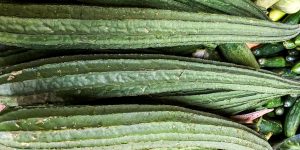 Top view green fruits of bitter melonfood background, copy space for text