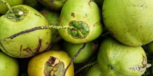 large-vecteezy_young-fresh-sweet-thai-coconut-fruits-for-summer-fruit-concept_59468627_large