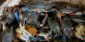 A close-up view of fresh blue crabs in a wooden basket, showcasing vibrant colors and seafood freshness.