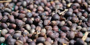 Close-up of dry coffee cherries under the sun in Đà Lạt, showcasing natural processing methods.