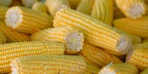 A close-up of fresh, yellow corn on the cob, perfect for summer barbecue themes.