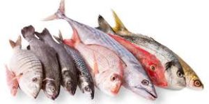 sea fish