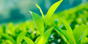 steptodown.com353249