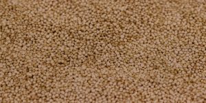 steptodown.com665516